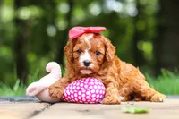 Natasha, a female Cavapoo for sale in Dundee, OH – 5 of 10
