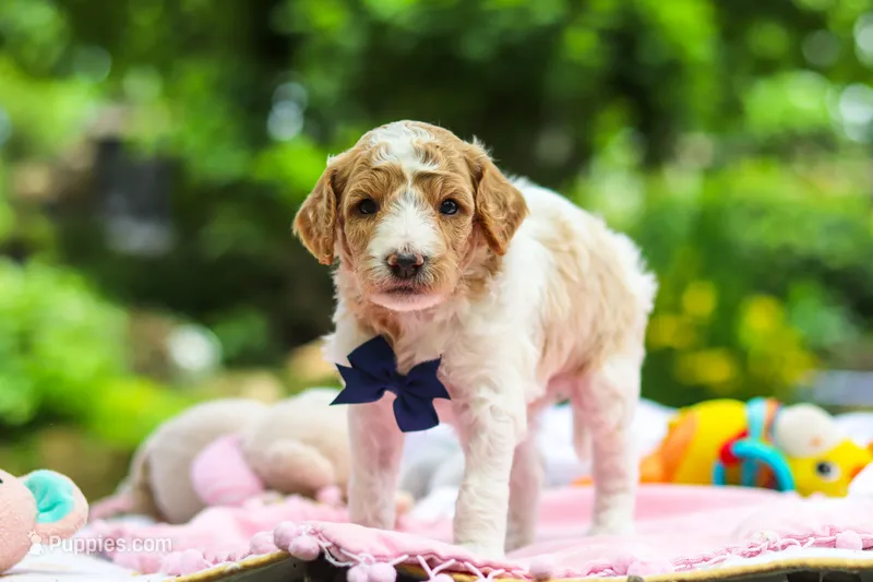 Bluey – Poodle - Standard  puppy for sale in Dundee, OH
