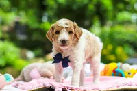 AKC Bluey, a male Poodle - Standard  for sale in Dundee, OH – 2 of 8