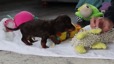 AKC Chase, a male Miniature Dachshund for sale in Dundee, OH – 5 of 5