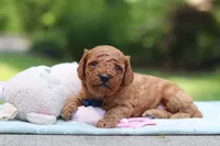 Benji, a male Miniature Goldendoodle for sale in Dundee, OH – 8 of 10