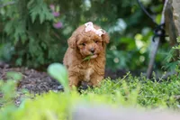 Leah, a female Poodle - Toy  for sale in Dundee, OH – 6 of 10