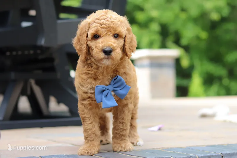 AKC Blaze – Poodle - Standard  puppy for sale in Dundee, OH