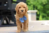 AKC Blaze, a male Poodle - Standard  for sale in Dundee, OH – 1 of 8
