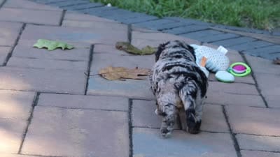 Emmett, a male Miniature Aussiedoodle for sale in Dundee, OH – 10 of 10