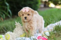 Taylor, a female Maltipoo for sale in Dundee, OH – 9 of 10