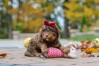 Peaches, a female Bernedoodle for sale in Dundee, OH – 8 of 8