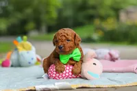 Bodie, a male Goldendoodle for sale in Dundee, OH – 7 of 7