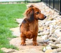 AKC Alex, a male Miniature Dachshund for sale in Dundee, OH – 2 of 6