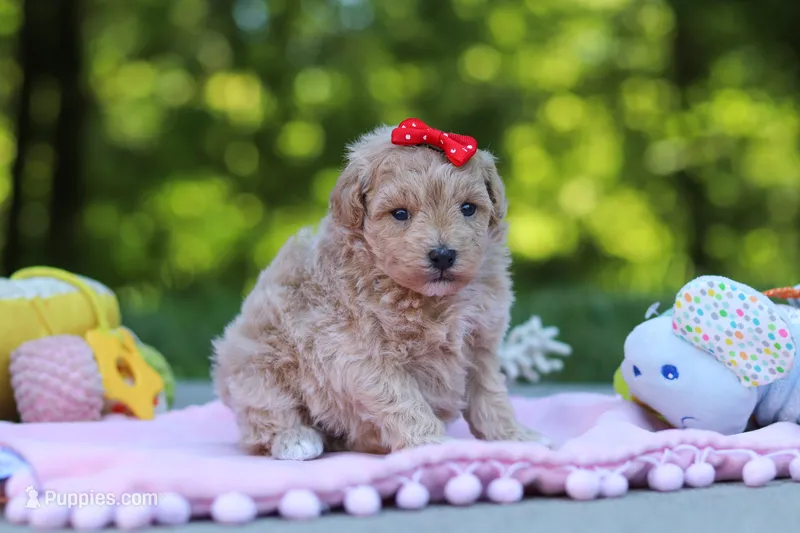 Taylor – Maltipoo puppy for sale in Dundee, OH