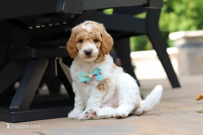 AKC Nash – Poodle - Standard  puppy for sale in Dundee, OH