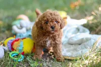 Lilly, a female Poodle - Toy  for sale in Dundee, OH – 3 of 10