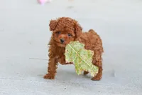 Grace, a female Poodle - Toy  for sale in Dundee, OH – 4 of 9