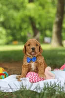 AKC Blaze, a male Poodle - Standard  for sale in Dundee, OH – 6 of 8