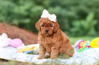 Bella, a female Goldendoodle for sale in Dundee, OH – 4 of 6
