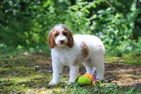AKC Blossom, a female Poodle - Standard  for sale in Dundee, OH – 3 of 6