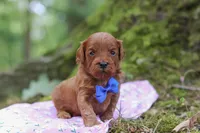 Sparky, a male Miniature Goldendoodle for sale in Dundee, OH – 4 of 6