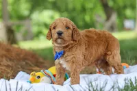 AKC Blaze, a male Poodle - Standard  for sale in Dundee, OH – 7 of 8
