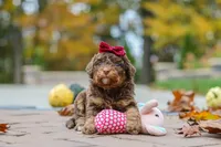 Peaches, a female Bernedoodle for sale in Dundee, OH – 2 of 8