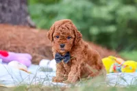 Ace, a male Goldendoodle for sale in Dundee, OH – 2 of 9