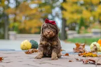 Peaches, a female Bernedoodle for sale in Dundee, OH – 7 of 8