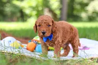 Toby, a male Miniature Goldendoodle for sale in Dundee, OH – 4 of 10