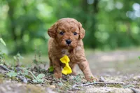 Victor, a male Cavapoo for sale in Dundee, OH – 6 of 10
