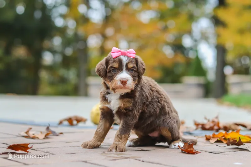 Honey – Bernedoodle puppy for sale in Dundee, OH