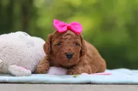 Jewel, a female Miniature Goldendoodle for sale in Dundee, OH – 9 of 9