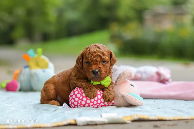 Kobe – Goldendoodle puppy for sale in Dundee, OH