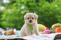 Kobe, a male Maltipoo for sale in Dundee, OH – 6 of 8