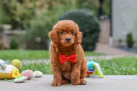 Bodie, a male Goldendoodle for sale in Dundee, OH – 5 of 10