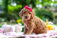 AKC Poppy, a female Poodle - Standard  for sale in Dundee, OH – 2 of 8