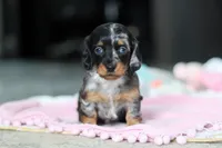 AKC Ruby, a female Miniature Dachshund for sale in Dundee, OH – 1 of 6