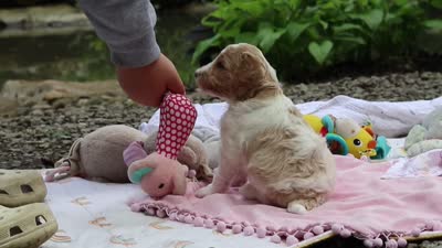 AKC Bluey, a male Poodle - Standard  for sale in Dundee, OH – 8 of 8