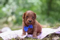Sparky, a male Miniature Goldendoodle for sale in Dundee, OH – 3 of 6