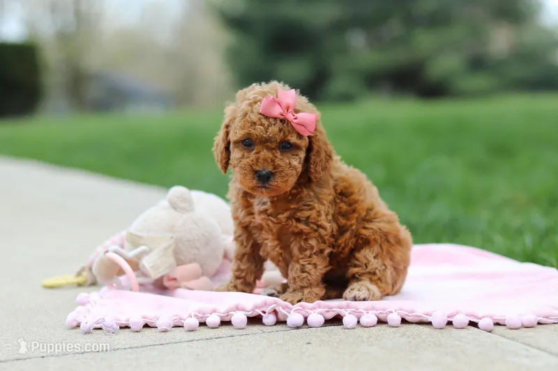 Polly – Poodle - Toy  puppy for sale in Dundee, OH