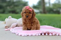 Polly, a female Poodle - Toy  for sale in Dundee, OH – Photo 3 of 9