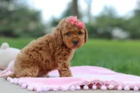 Polly, a female Poodle - Toy  for sale in Dundee, OH – Photo 2 of 9