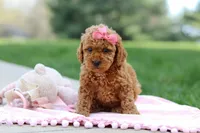 Polly, a female Poodle - Toy  for sale in Dundee, OH – Photo 4 of 9