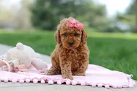 Polly, a female Poodle - Toy  for sale in Dundee, OH – Photo 6 of 9