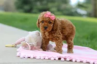 Polly, a female Poodle - Toy  for sale in Dundee, OH – Photo 9 of 9