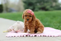 Polly, a female Poodle - Toy  for sale in Dundee, OH – Photo 8 of 9