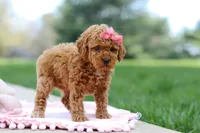 Polly, a female Poodle - Toy  for sale in Dundee, OH – Photo 7 of 9