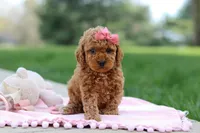 Polly, a female Poodle - Toy  for sale in Dundee, OH – Photo 5 of 9