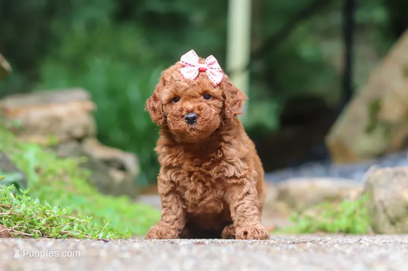 Jewel – Miniature Goldendoodle puppy for sale in Dundee, OH