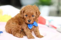 Cooper, a male Cavapoo for sale in Dundee, OH – Photo 5 of 8