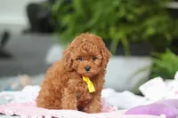 Cooper, a male Cavapoo for sale in Dundee, OH – Photo 2 of 5