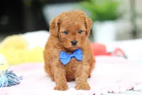 Cooper, a male Cavapoo for sale in Dundee, OH – Photo 3 of 8