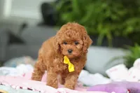 Cooper, a male Cavapoo for sale in Dundee, OH – Photo 5 of 5